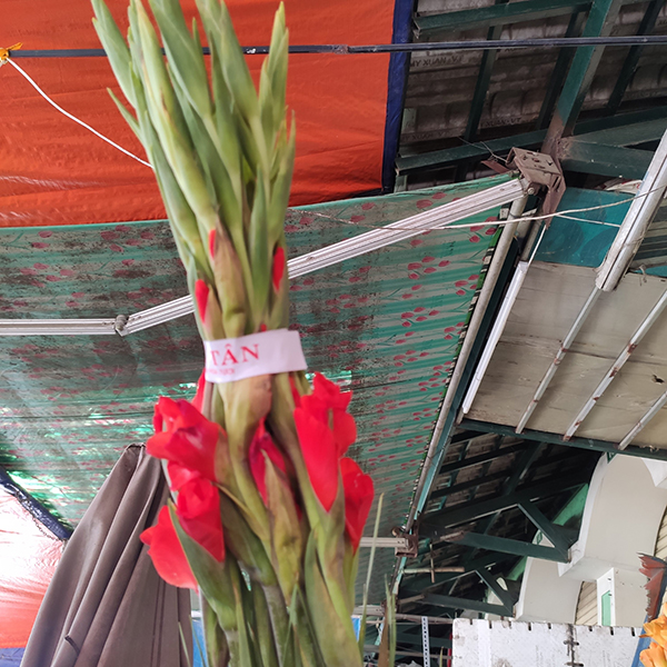 Combo trái cây và hoa lay ơn đỏ